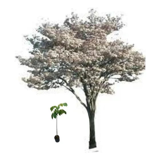 Kit 3 Mudas De Ipê Branco - Prontas Para O Plantio
