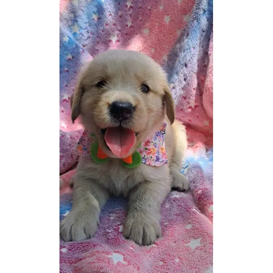 Golden Retriver Machos 01 Junio Del 2025