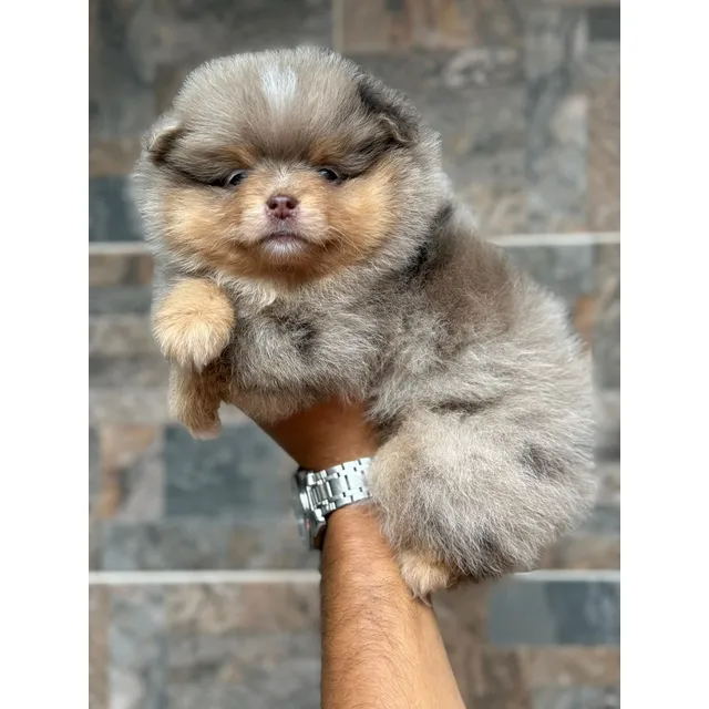 Cachorro Pomeriana Cara De Oso Hembra 