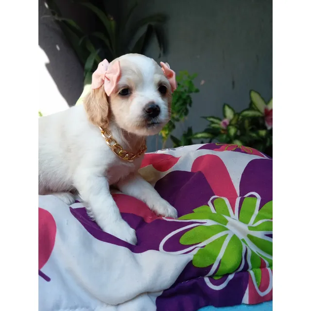 Cachorra Cocker Spaniel Hembra
