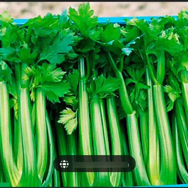 Celery Semillas Marca Brimport Certificadas 100 Grs