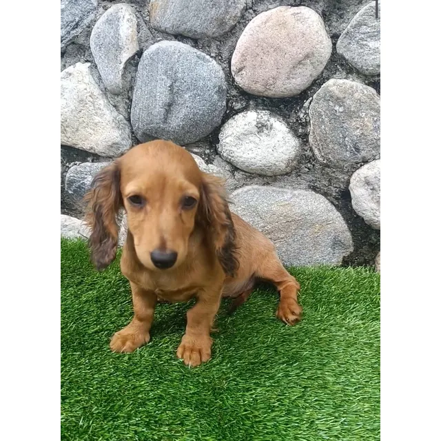 Teckel-salchichas-dachshund Cachorra Hembra Pelo Largo