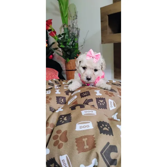 Poodle Toy Fêmea Com Pedigree