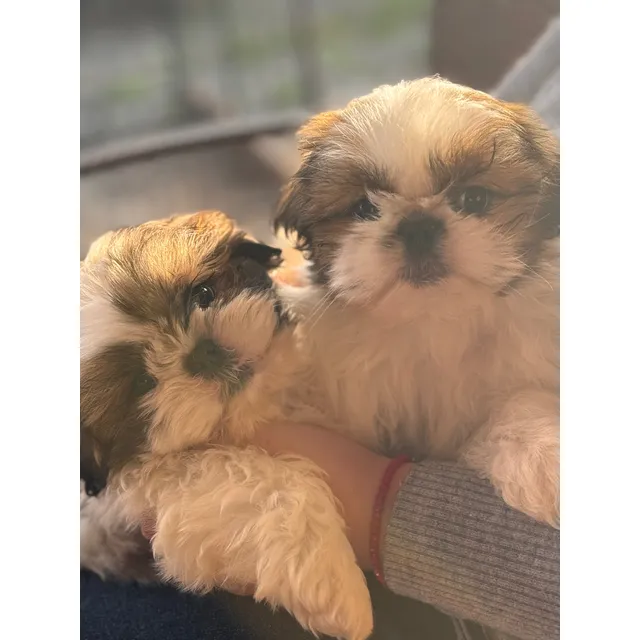 Shih-tzu Machos Inscritos En El Kcc Gran Pedigree