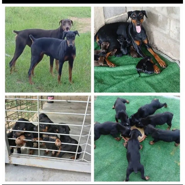 Doberman Cachorros