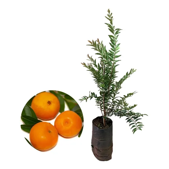 Muda De Uvaia Ou Orvalha Fruta Exótica