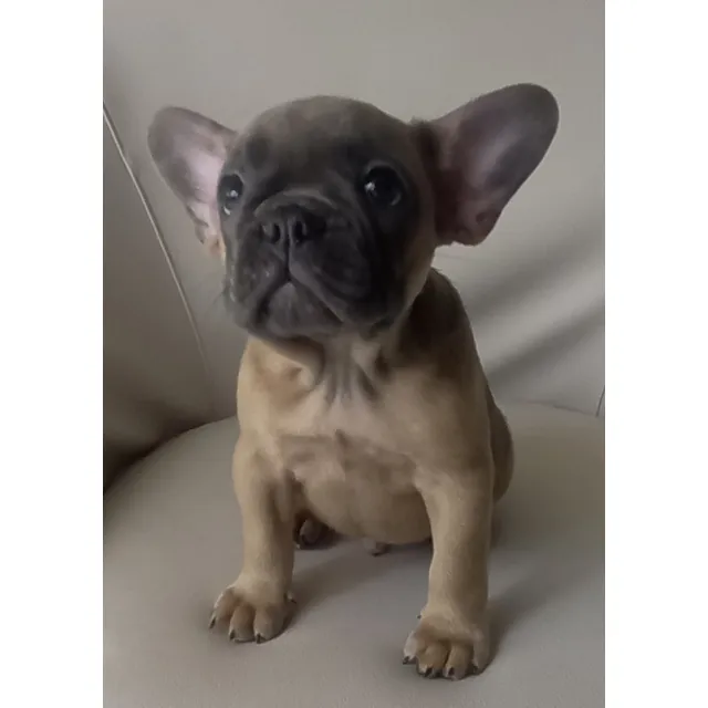Bulldog Francés Exóticos