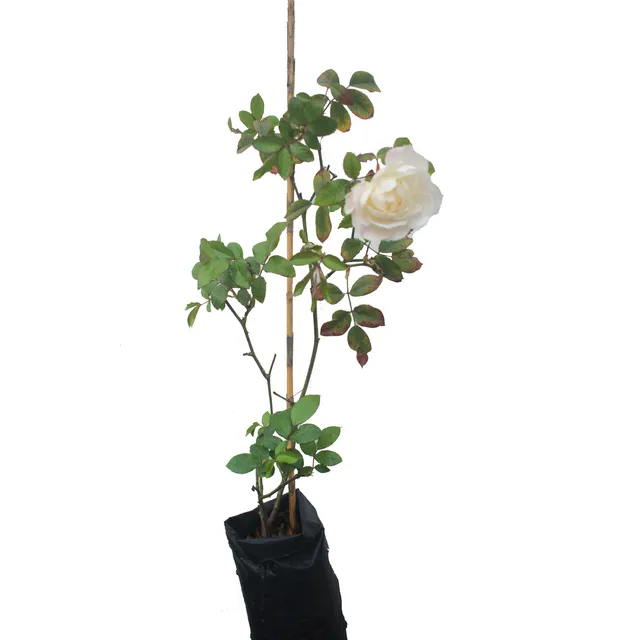 Rosal Trepador Planta Arbusto Flor Rosas Jardín Blanco