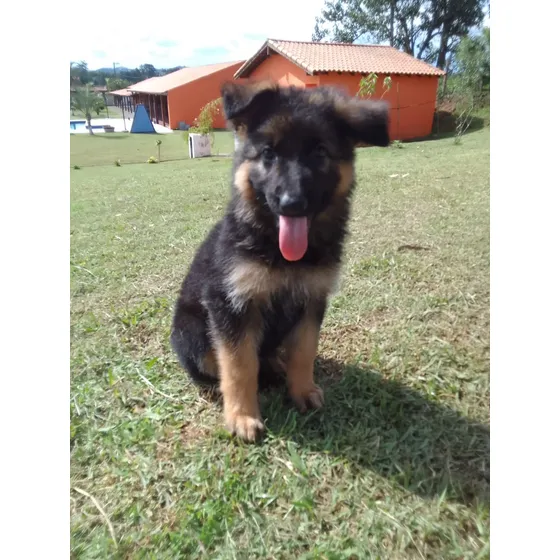 Filhotes - Pastor Alemão Pelo Curto Fêmea - Em 12x Sem Juros