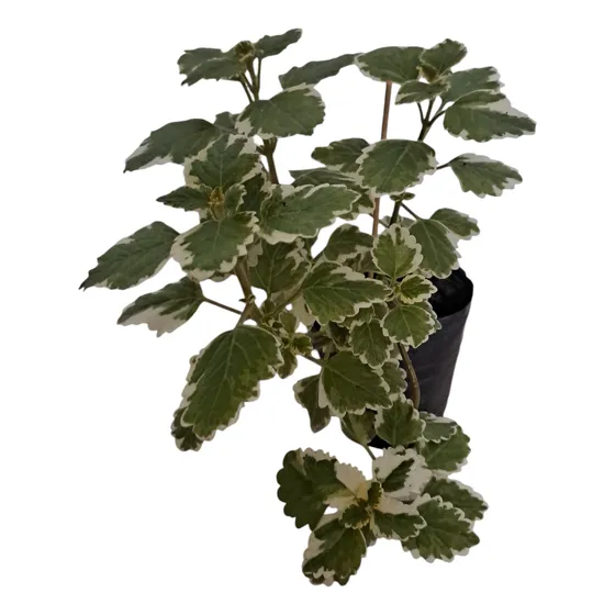 Planta De Incienso 