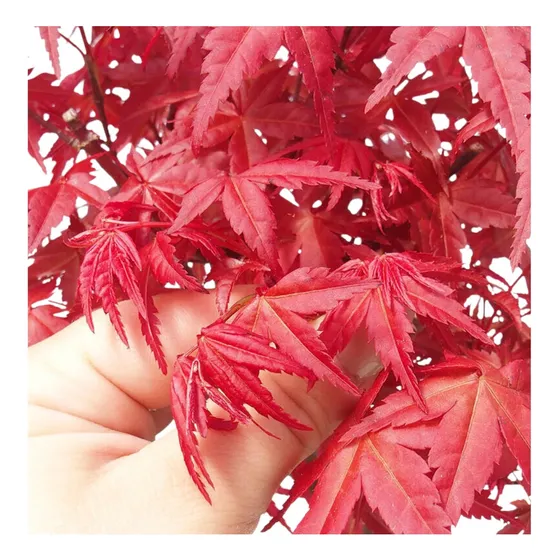 Acer Palmatum Vermelho (bordô Japones) Muda 3 Anos