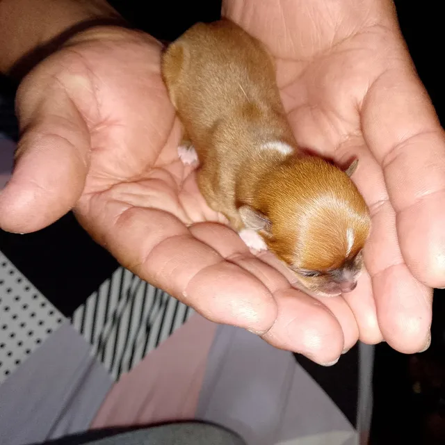 Chihuahua Tea Cup