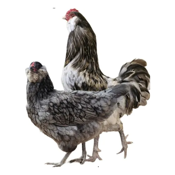 Ameraucana Pura - Galo Splash Galinha Blue 15 Ovos