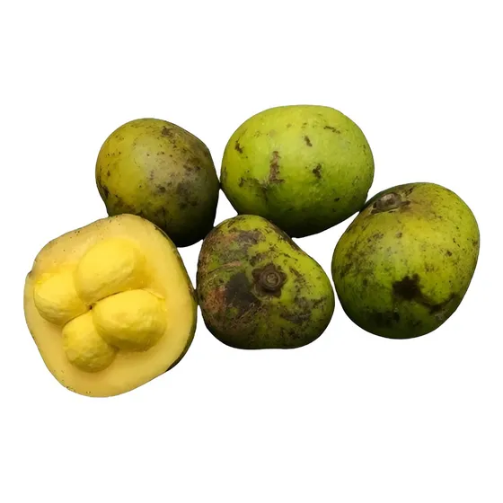 Muda De Pequi Com 80 Cm