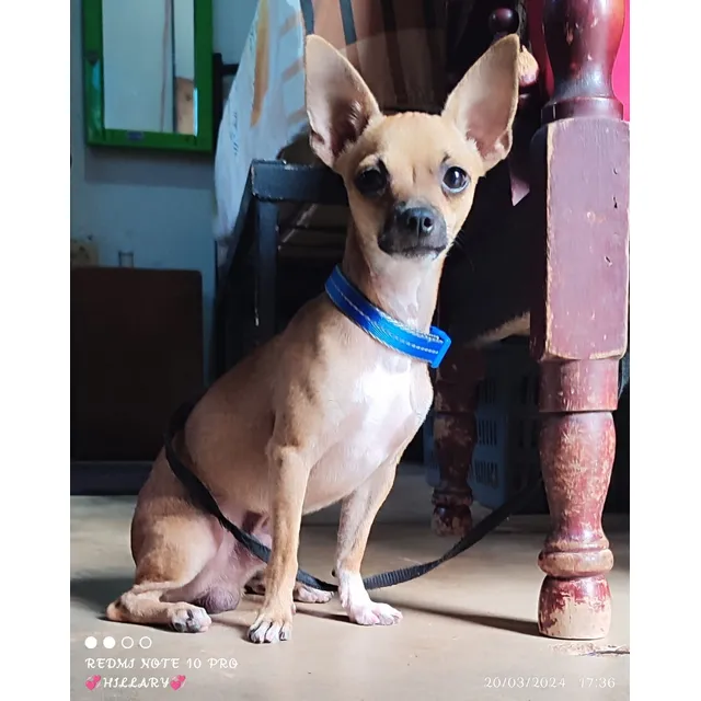 Chihuahua 22 De Junio Cumplen Un Mes 200 Dólares Negociable