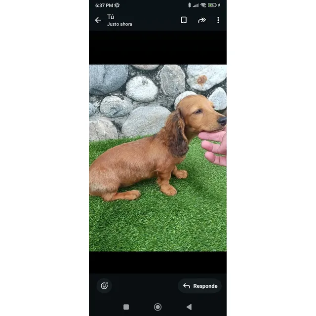 Cachorros