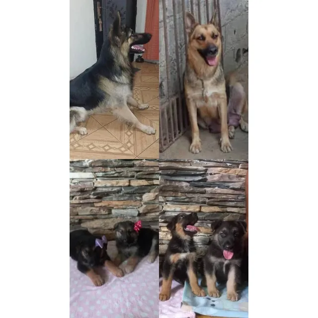 Cachorros Pastor Aleman