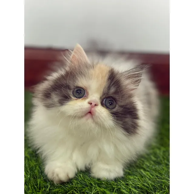 Gatita Persa Calica