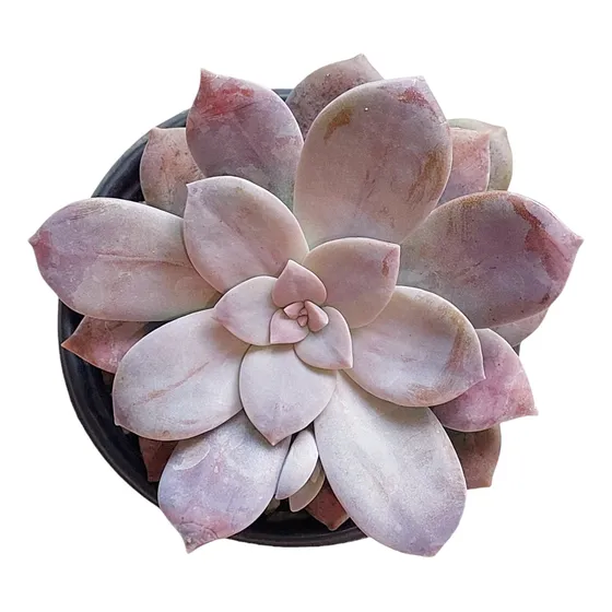 Graptopetalum Superbum