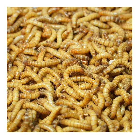 Tenébrios Molitor  1 Kg De Larvas Vivas