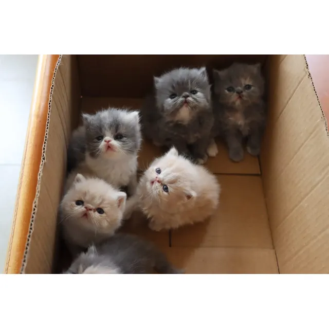 Gato Persa Machos.