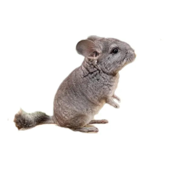 Filhotes De Chinchila Standard