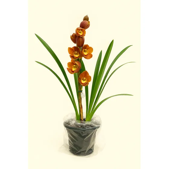 Orquidea Cymbidium Amarela Fogo Perfumada E Cheirosa Hortas
