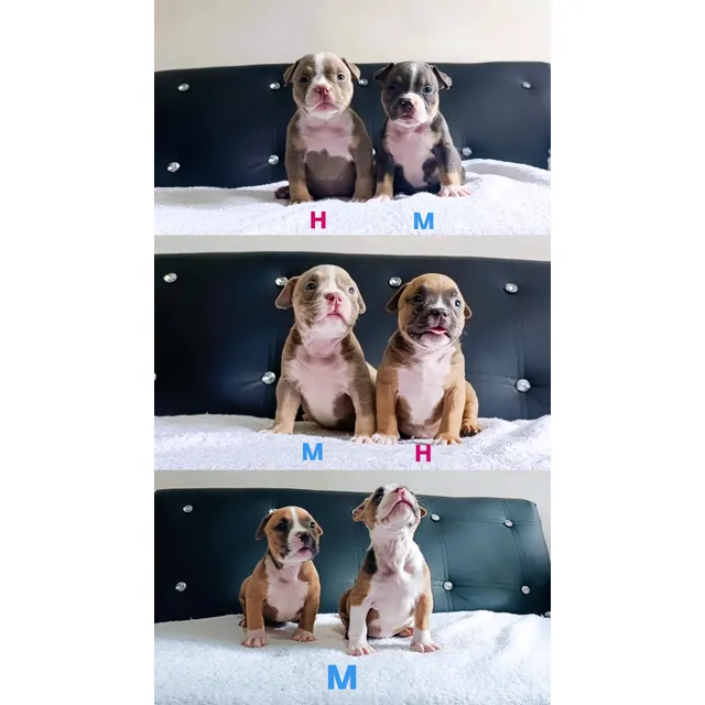 American Bully Cachorros Abkc