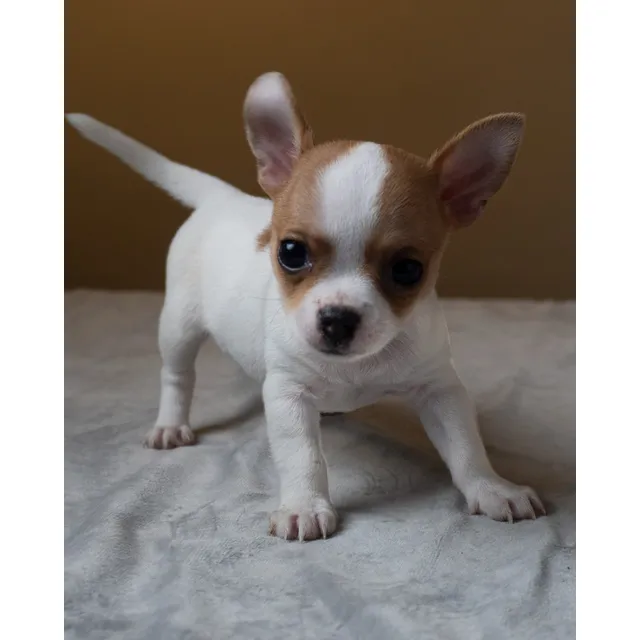 Hermosos Cachorros Chihuahua Papas Buena Genetica
