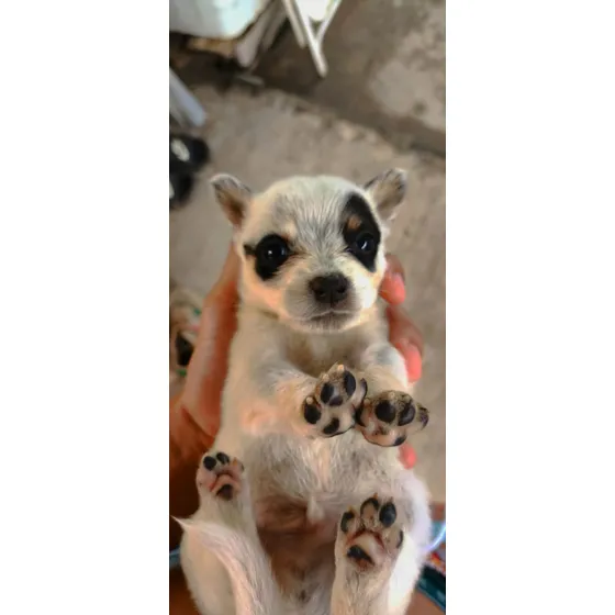 Vendo Perritos Puros Australianos Precio En 50mil .