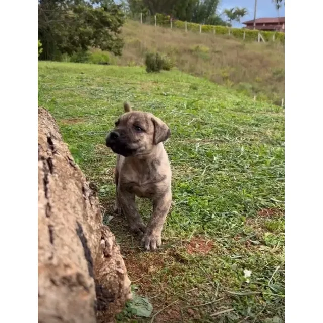 Presa Canario Bogota Cachorros Llanogrande