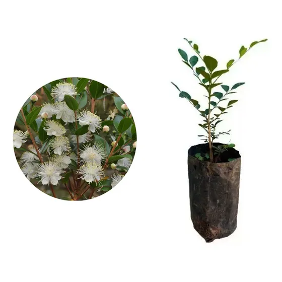 Kit Com 10 Mudas De Murta De 0,60 Cm A 1,30 M