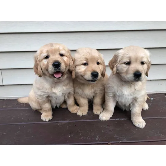 Golden Retriever 1000% Sanos Y 100% Puros - Criadero Tribu