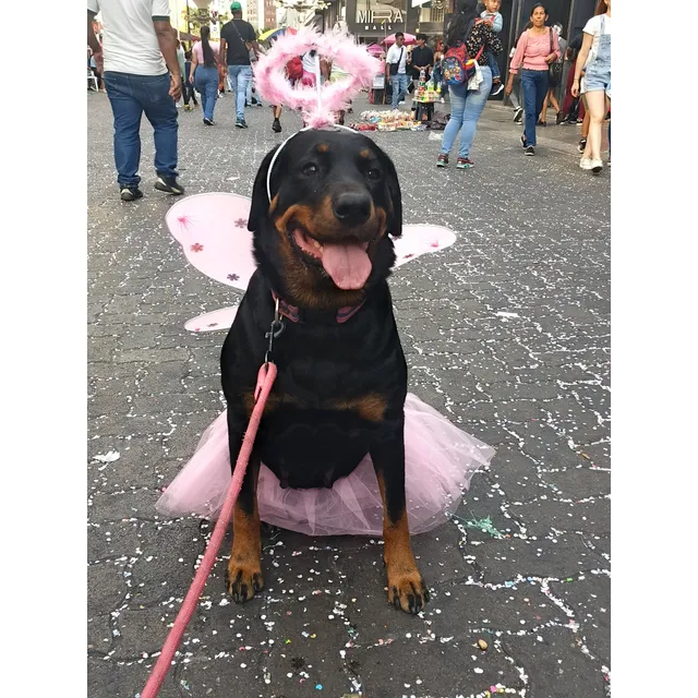 Hermosos Cachorros Rottweiler Hembras Y Machos 100% Puros
