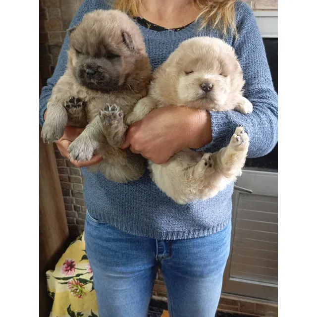 Cachorros Chow Chow  Los Mejores Blanco