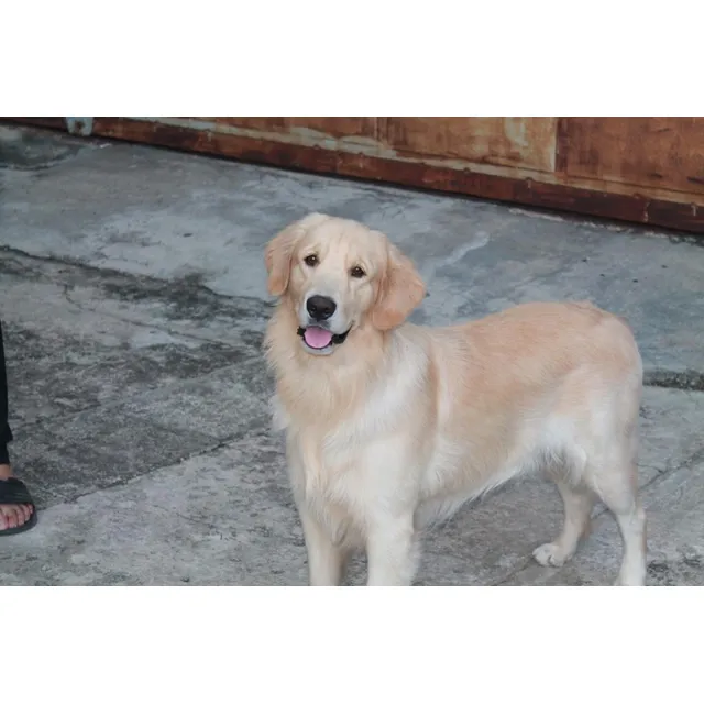 Golden Retriever Macho Pelaje Dorado Para Monta