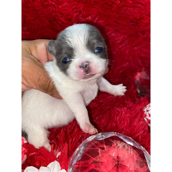 Chihuahua Hembra Mini Con Vacunas Y Desparacitacion Escuela