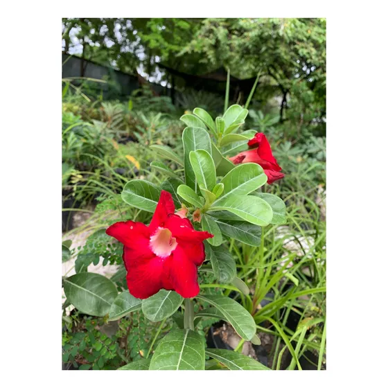 Planta Flor Del Desierto Roja / Rosa Del Desierto Roja