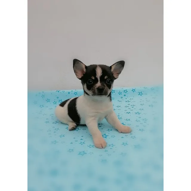 Chihuahua Teacup Toy Miniatura (hembra) Foto Real Y Actual