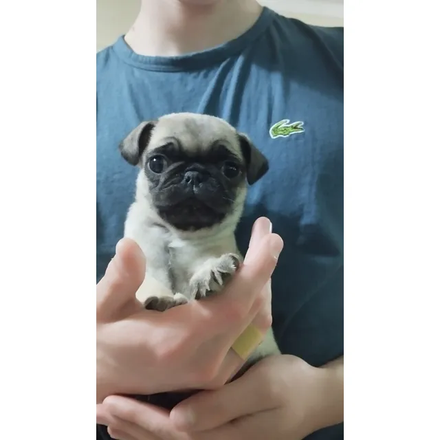 Cachorros Pug Hermosos Con Microchip De Identificación** Beige
