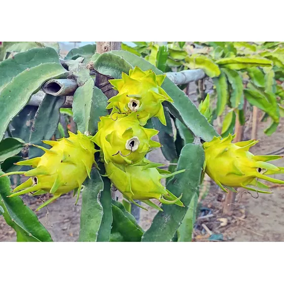20 Semillas De Pitahaya Amarilla Fruta Del Dragón