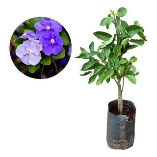 Muda De ManacĂĄ De Cheiro - Brunfelsia Uniflora Muda De ManacĂĄ De Cheiro - Brunfelsia Uniflora