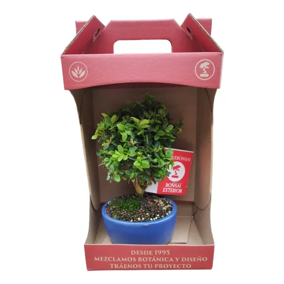 Bonsai  Diferentes Especies / Incluye Caja Y Libro