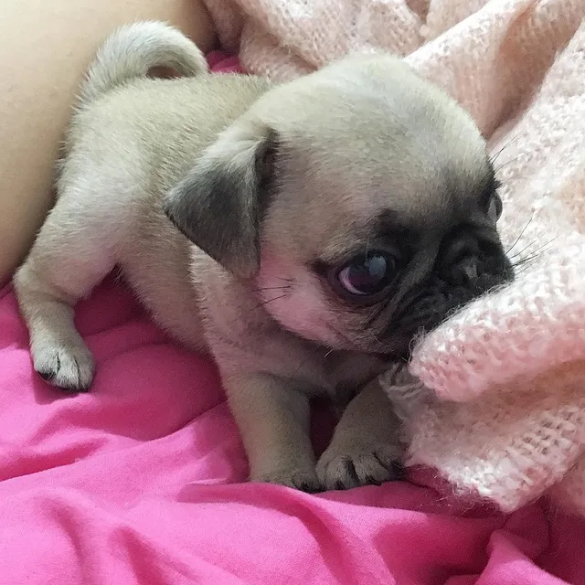 Pug  Cachorros Venta Cali Medellin Bogota,