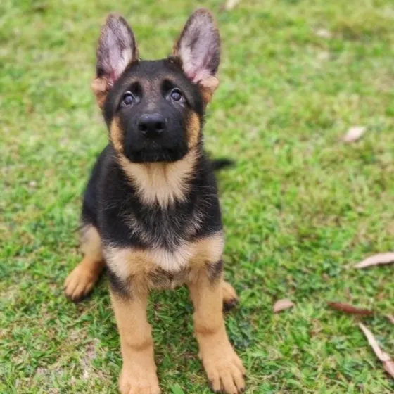 Cachorros Pastor Aleman Pedigrí Vacunados Tienda Física