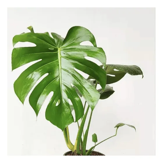 Monstera Deliciosa Grande / No Envío A Regiones