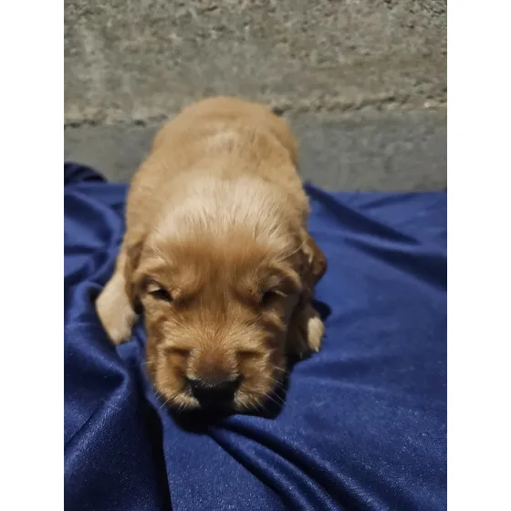 Golden Retriever (machos)