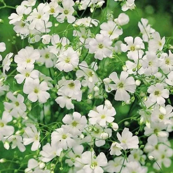 Sementes De Gypsofila Elegant Branca Topseed