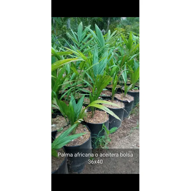 Palma Africana Pleno Sol