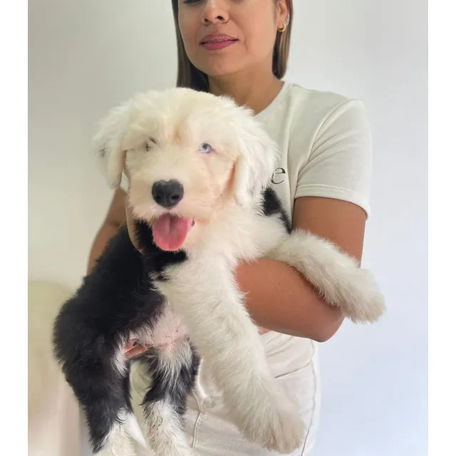 Cachorro Pastor Ovejero Inglés Med, Bog, Animal Pets Colombi